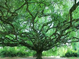 diaporama pps Les plus vieux arbres de France