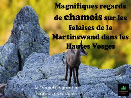 diaporama pps Magnifiques regards de chamois