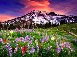 diaporama pps Mount Rainier national park – USA