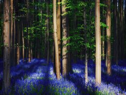 diaporama pps Nature