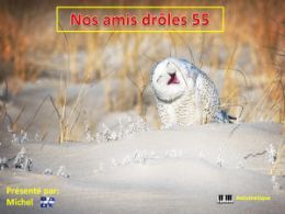diaporama pps Nos amis drôles 55