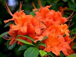 diaporama pps Orange flowers