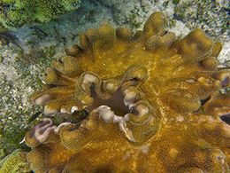 diaporama pps Récifs coralliens – Australie