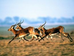 diaporama pps Animaux