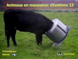 diaporama pps Animaux en mauvaises situations 12
