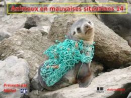 diaporama pps Animaux en mauvaises situations 14