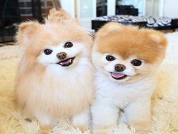 diaporama pps Boo et Buddy