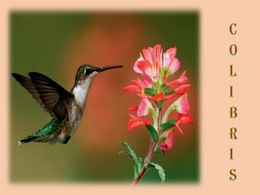 diaporama pps Colibris