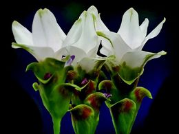 diaporama pps Curcuma