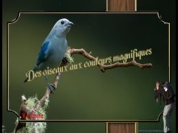 diaporama pps Oiseaux aux couleurs magnifiques