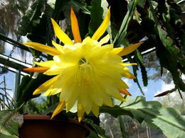 diaporama pps Epiphyllum crenatum