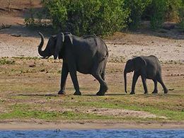 diaporama pps Faune d’Afrique – Éléphant