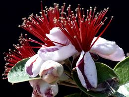 diaporama pps Feijoa