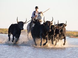 diaporama pps Gardiane de taureau