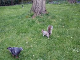 diaporama pps Holland park – Londres