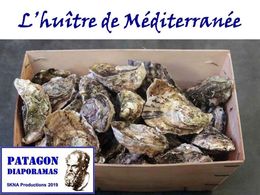 diaporama pps L’huître de méditerranée