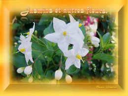 diaporama pps Jasmins et autres fleurs