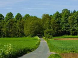 diaporama pps La forêt