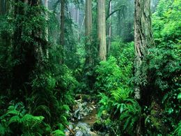 diaporama pps La forêt