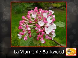 diaporama pps La Viorne de Burkwood