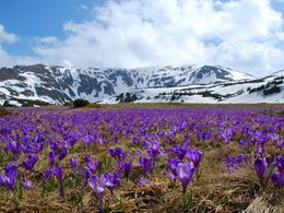 diaporama pps Le printemps est le peintre de la terre