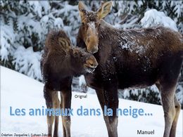 diaporama pps Les animaux dans la neige
