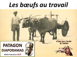 diaporama pps Les boeufs au travail