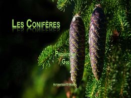 diaporama pps Les conifères