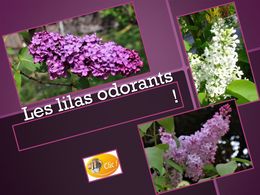 diaporama pps Les lilas odorants
