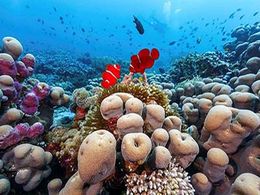 diaporama pps Les plus beaux récifs coralliens