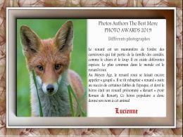 diaporama pps Les renards