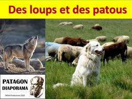 diaporama pps Loups et patous