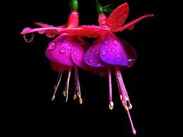 diaporama pps Madagascar flowers