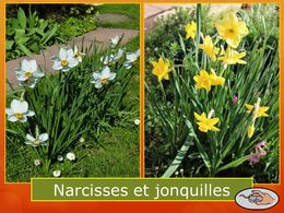 diaporama pps Narcisses et jonquilles