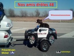 diaporama pps Nos amis drôles 48