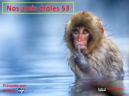 diaporama pps Nos amis drôles 53