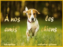 diaporama pps Nos amis les chiens