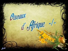 diaporama pps Oiseaux d’Afrique I