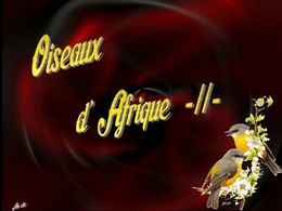 diaporama pps Oiseaux d’Afrique II