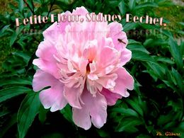 diaporama pps Petite fleur