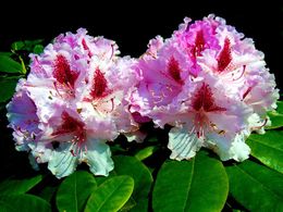 diaporama pps Pink rhododendron