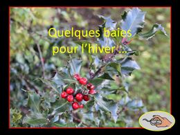 diaporama pps Quelques baies pour l’hiver