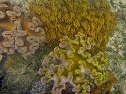 diaporama pps Récifs coralliens Australie