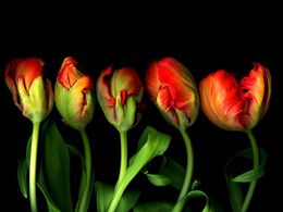 diaporama pps Red tulip