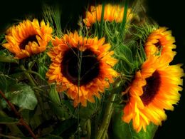 diaporama pps Sunflower
