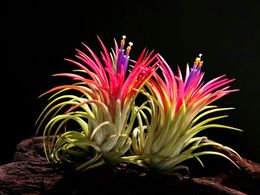 diaporama pps Tillandsia ionantha