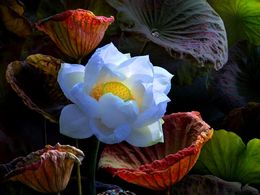 diaporama pps Vietnamese lotus