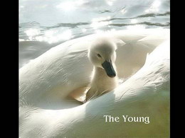 The young