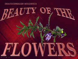 Beauty of the flowers