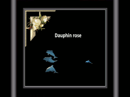 Dauphin rose